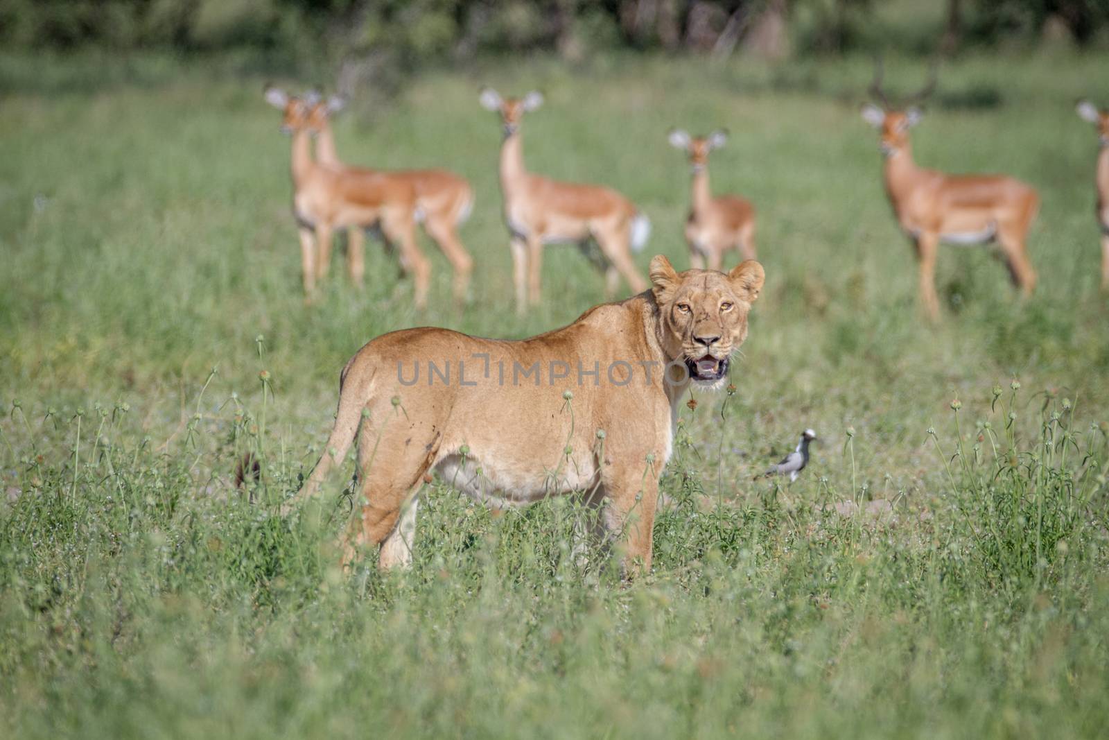 Lion walking in front of a herd of Impala in the Chobe National Park, Botswana.