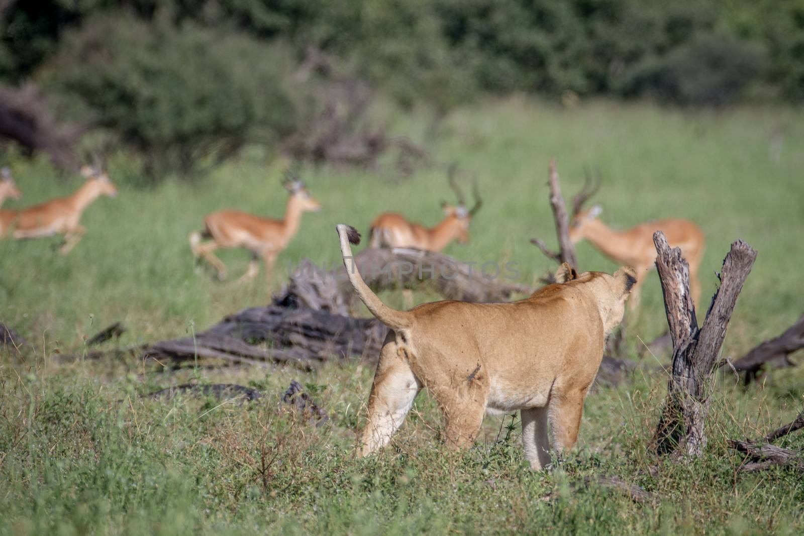 Lion walking in front of a herd of Impalas. by Simoneemanphotography