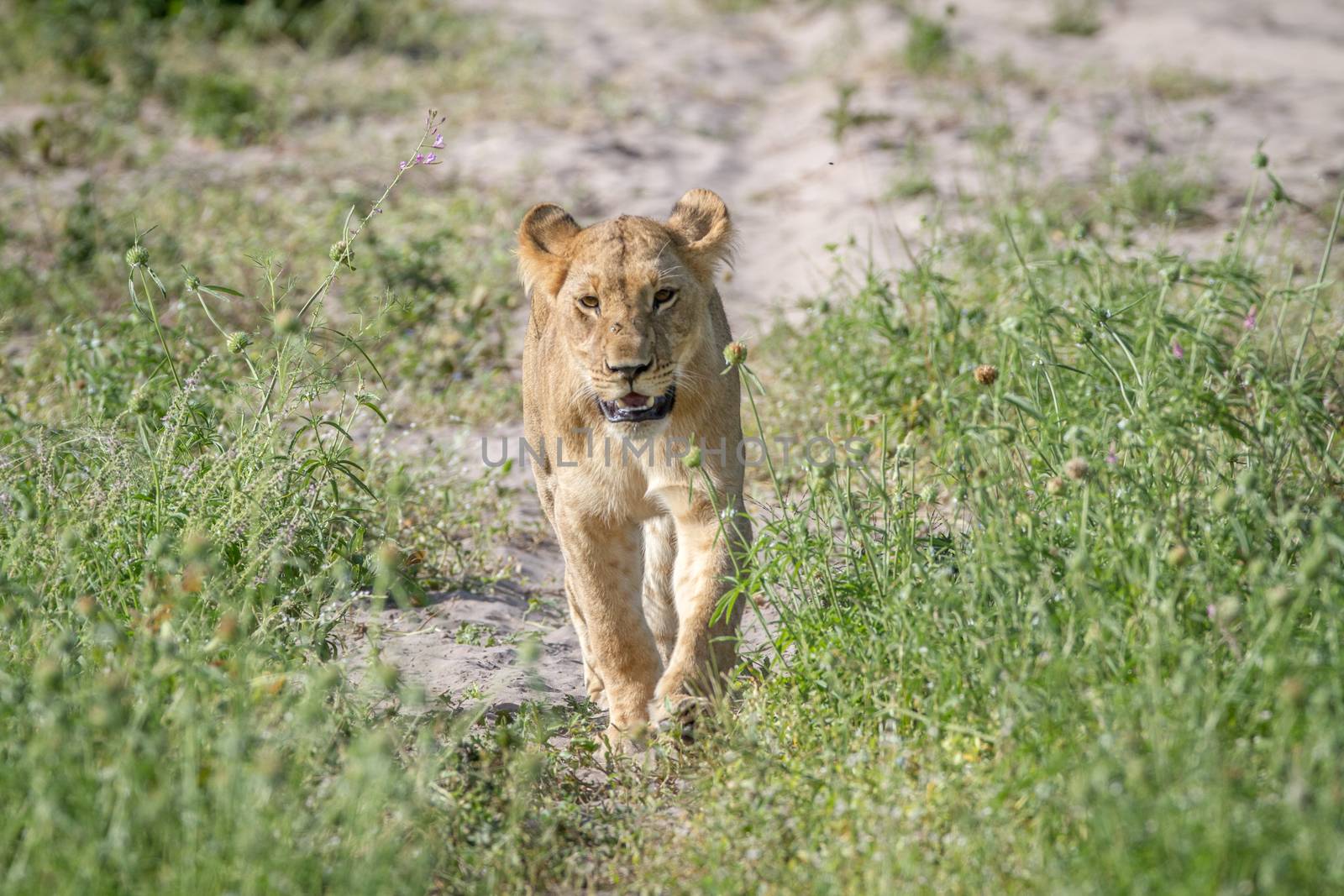 Lion walking towards the camera. by Simoneemanphotography