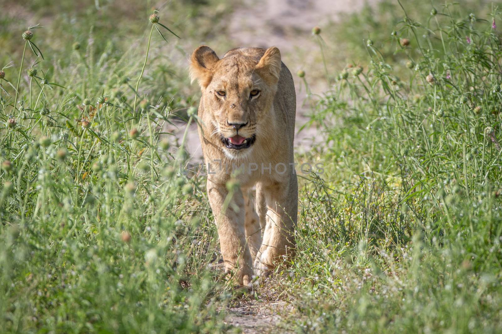 Lion walking towards the camera. by Simoneemanphotography