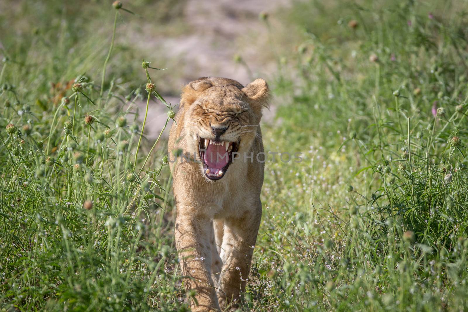 Lion walking towards the camera. by Simoneemanphotography