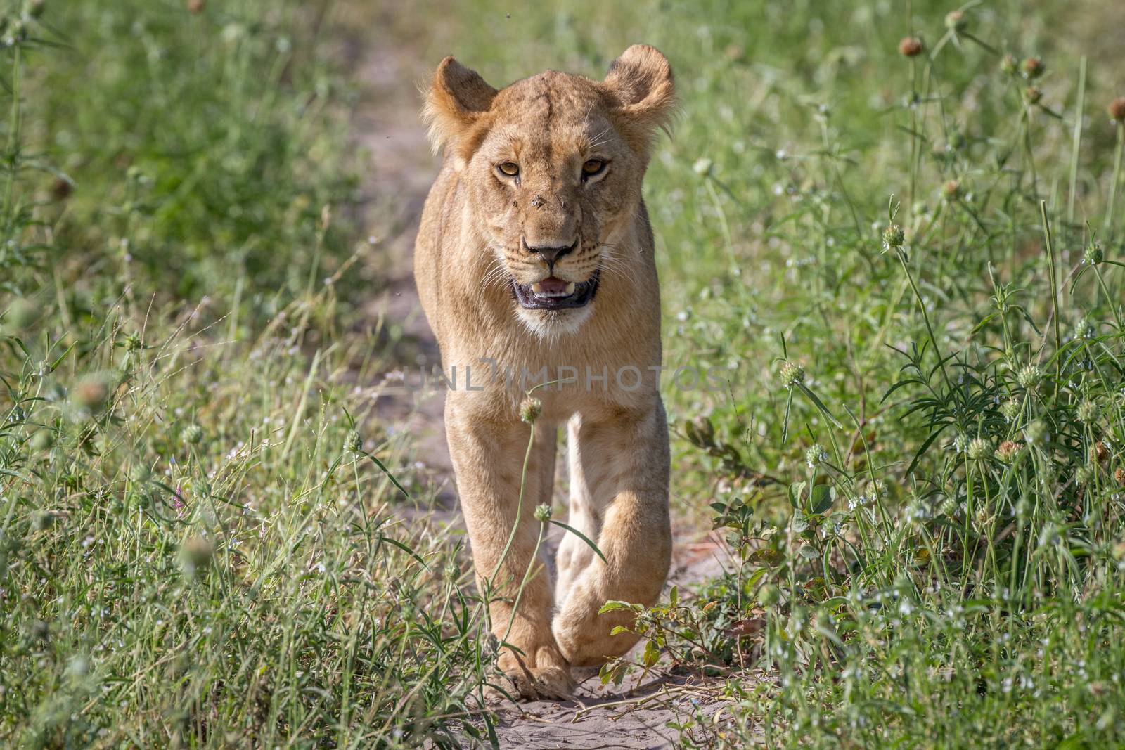 Lion walking towards the camera in the Chobe National Park, Botswana.