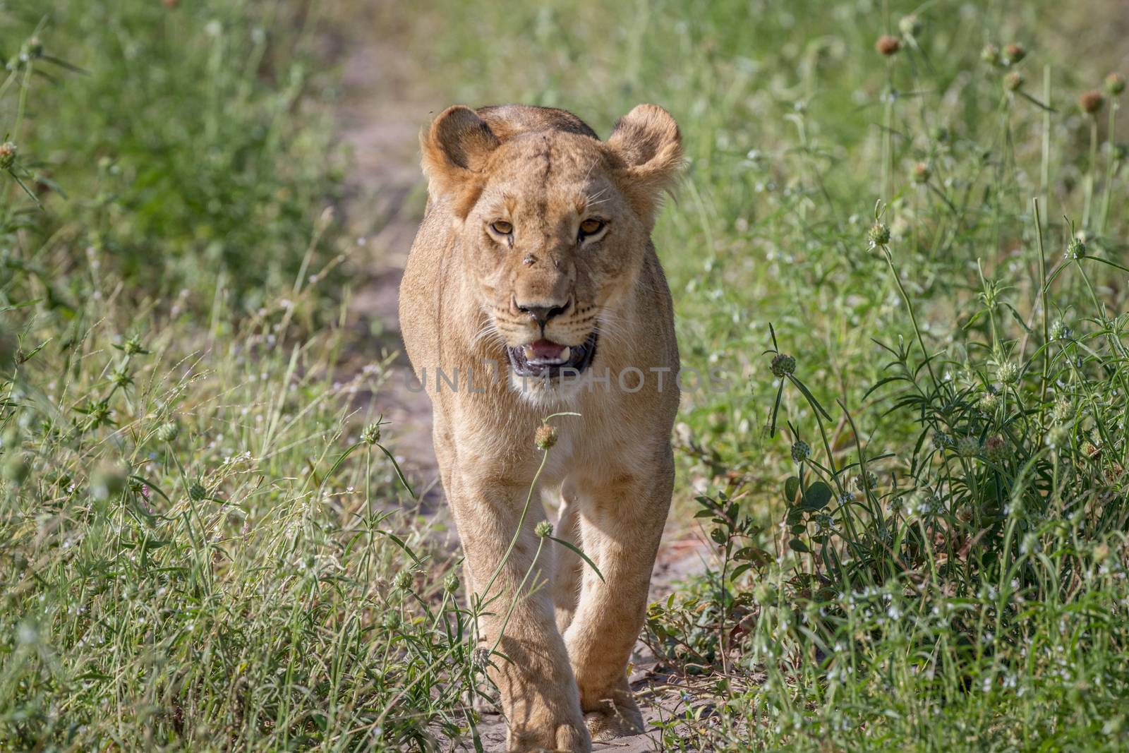 Lion walking towards the camera in the Chobe National Park, Botswana.