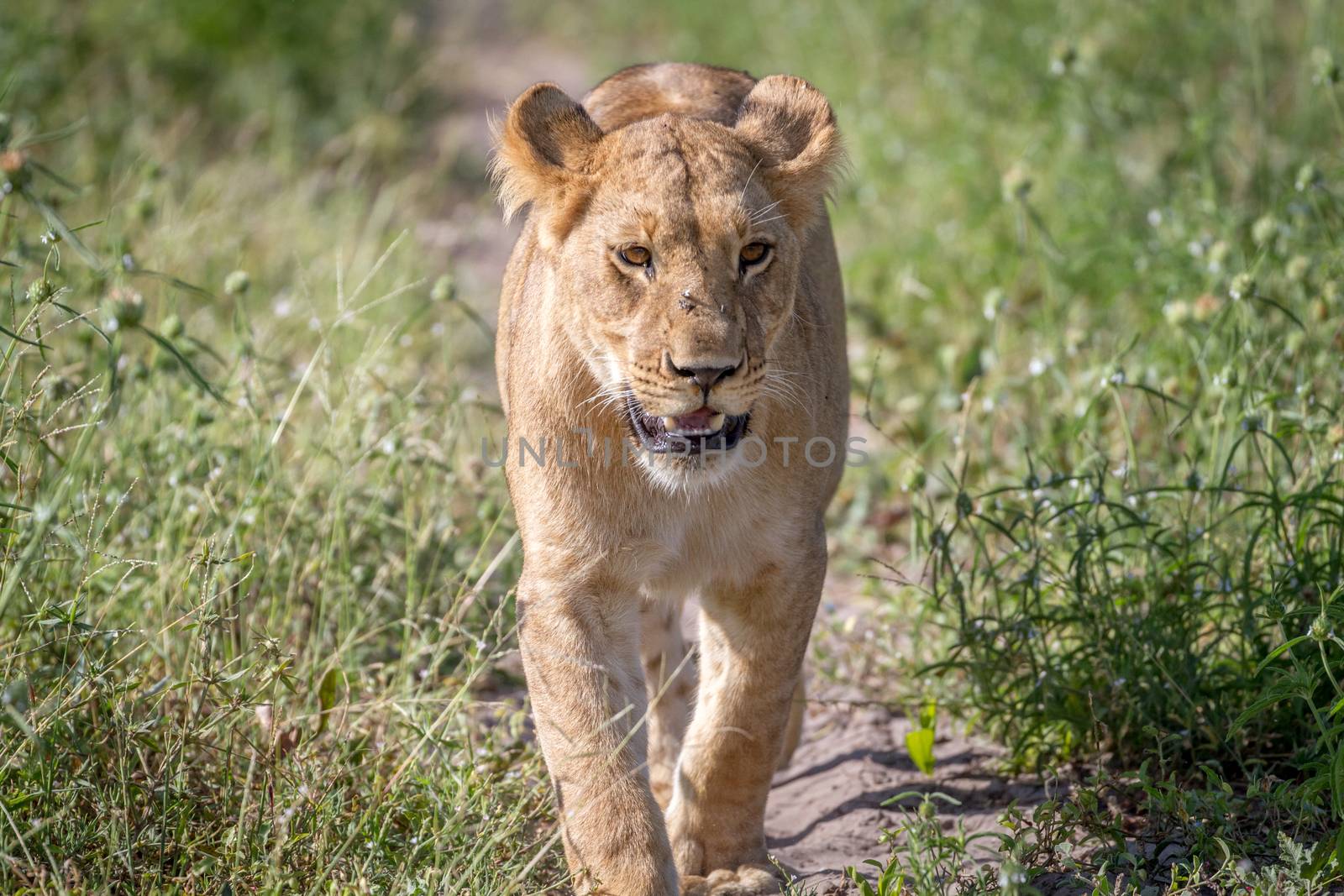 Lion walking towards the camera. by Simoneemanphotography