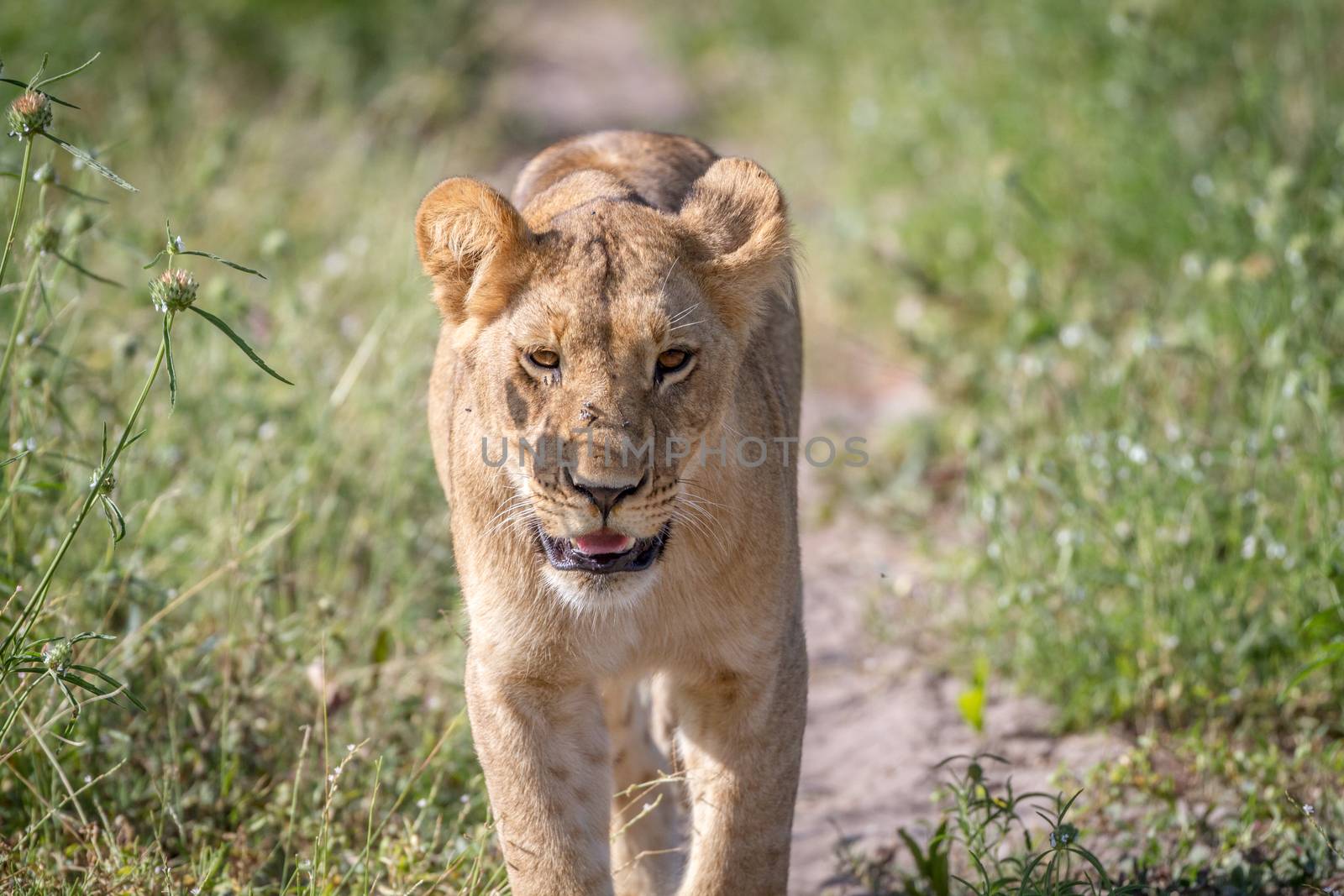 Lion walking towards the camera in the Chobe National Park, Botswana.