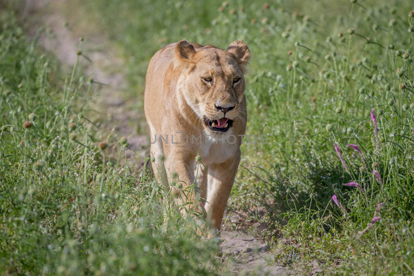 Lion walking towards the camera in the Chobe National Park, Botswana.