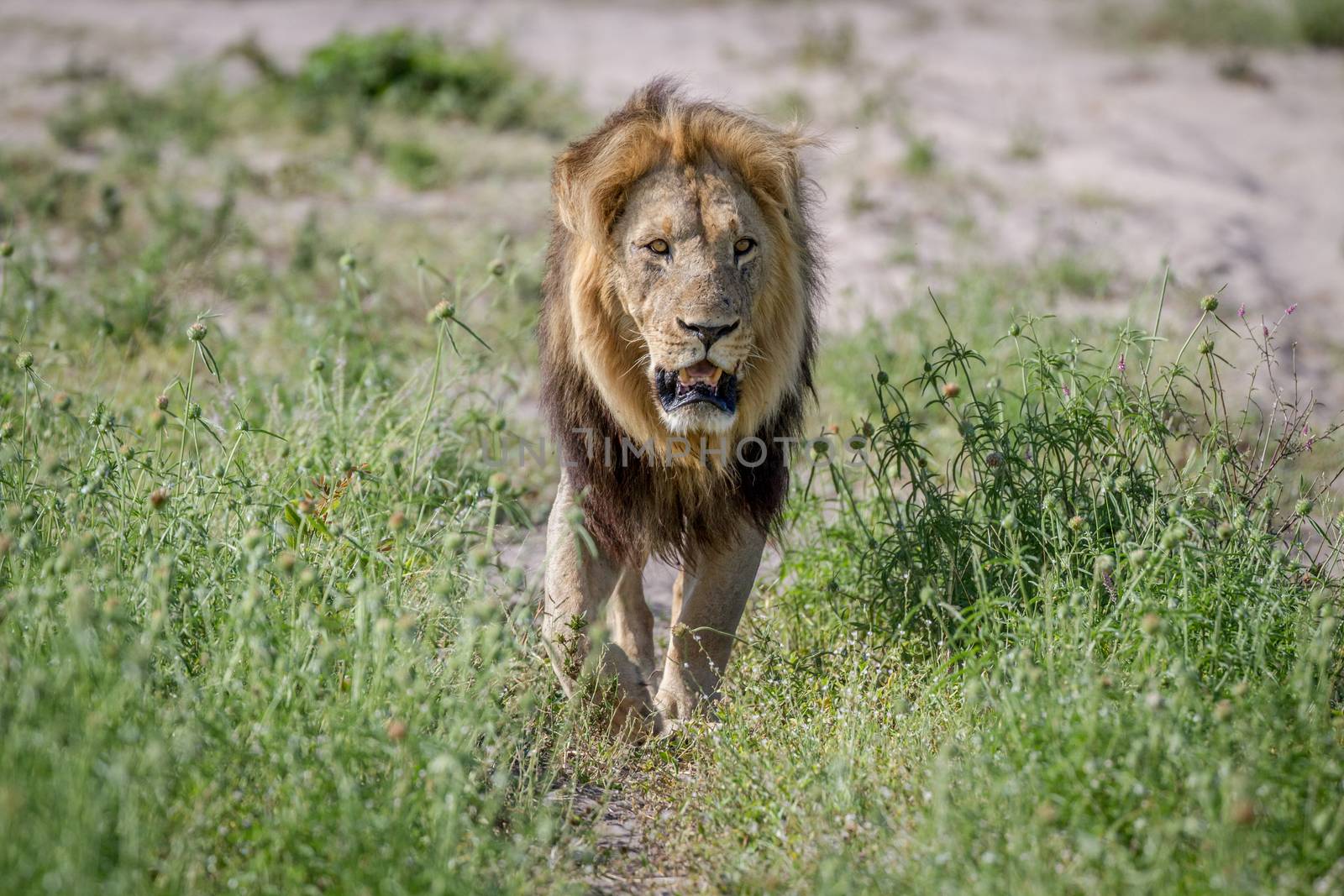 Big male Lion walking towards the camera. by Simoneemanphotography