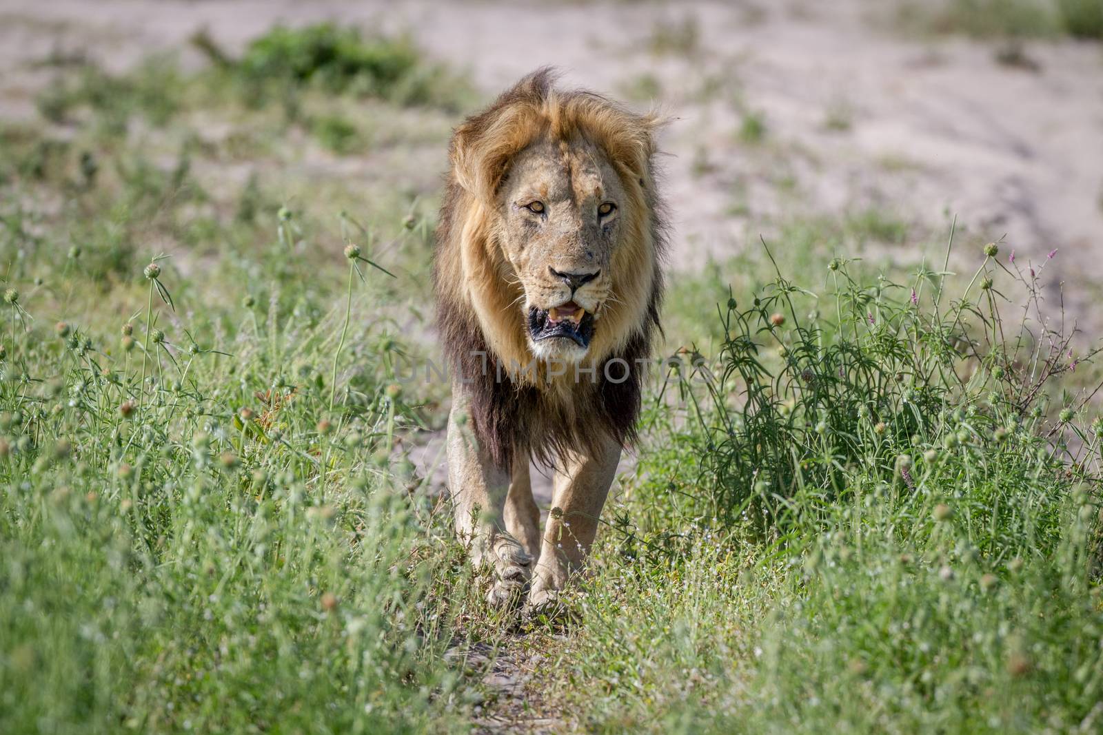 Big male Lion walking towards the camera in the Chobe National Park, Botswana.