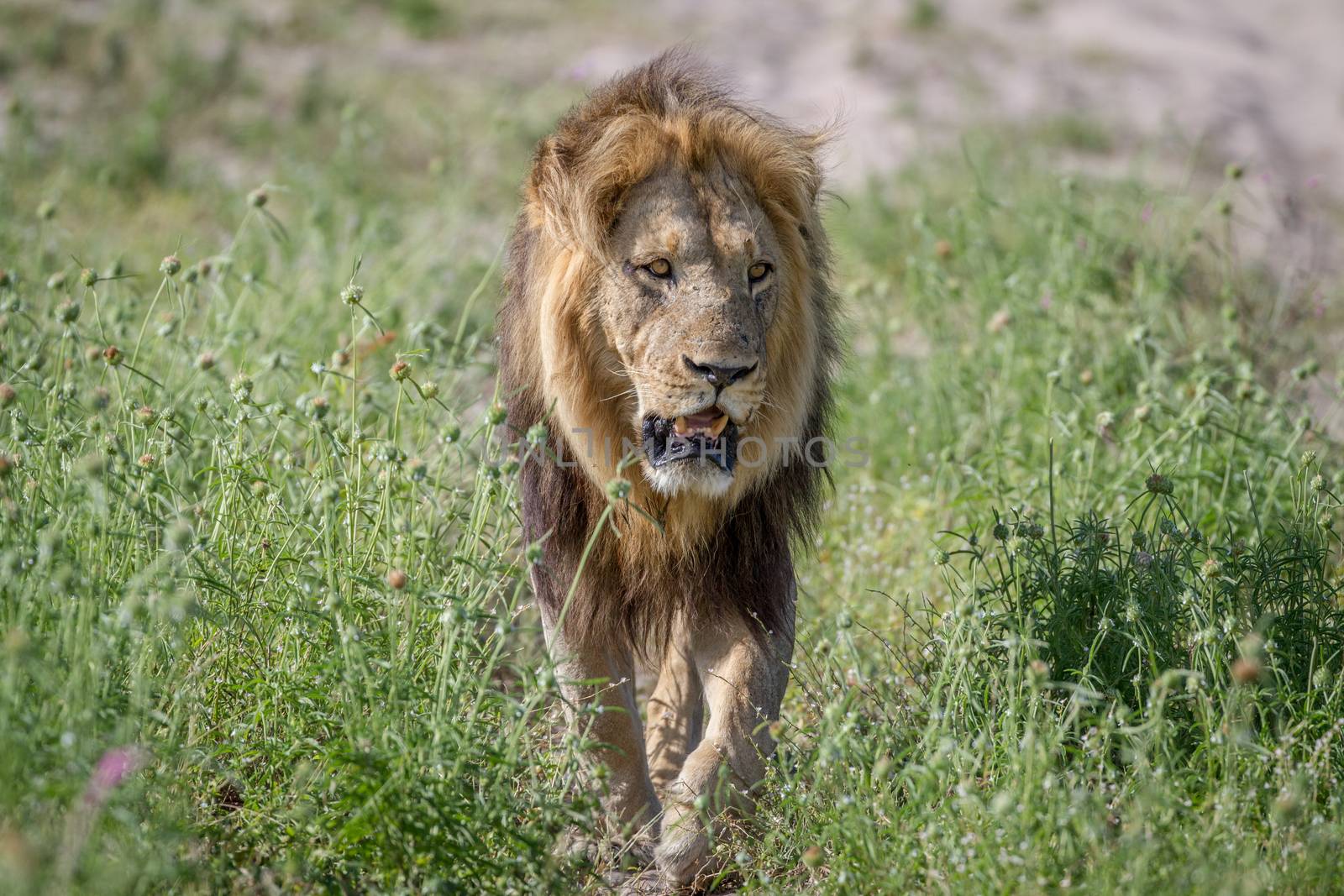 Big male Lion walking towards the camera. by Simoneemanphotography