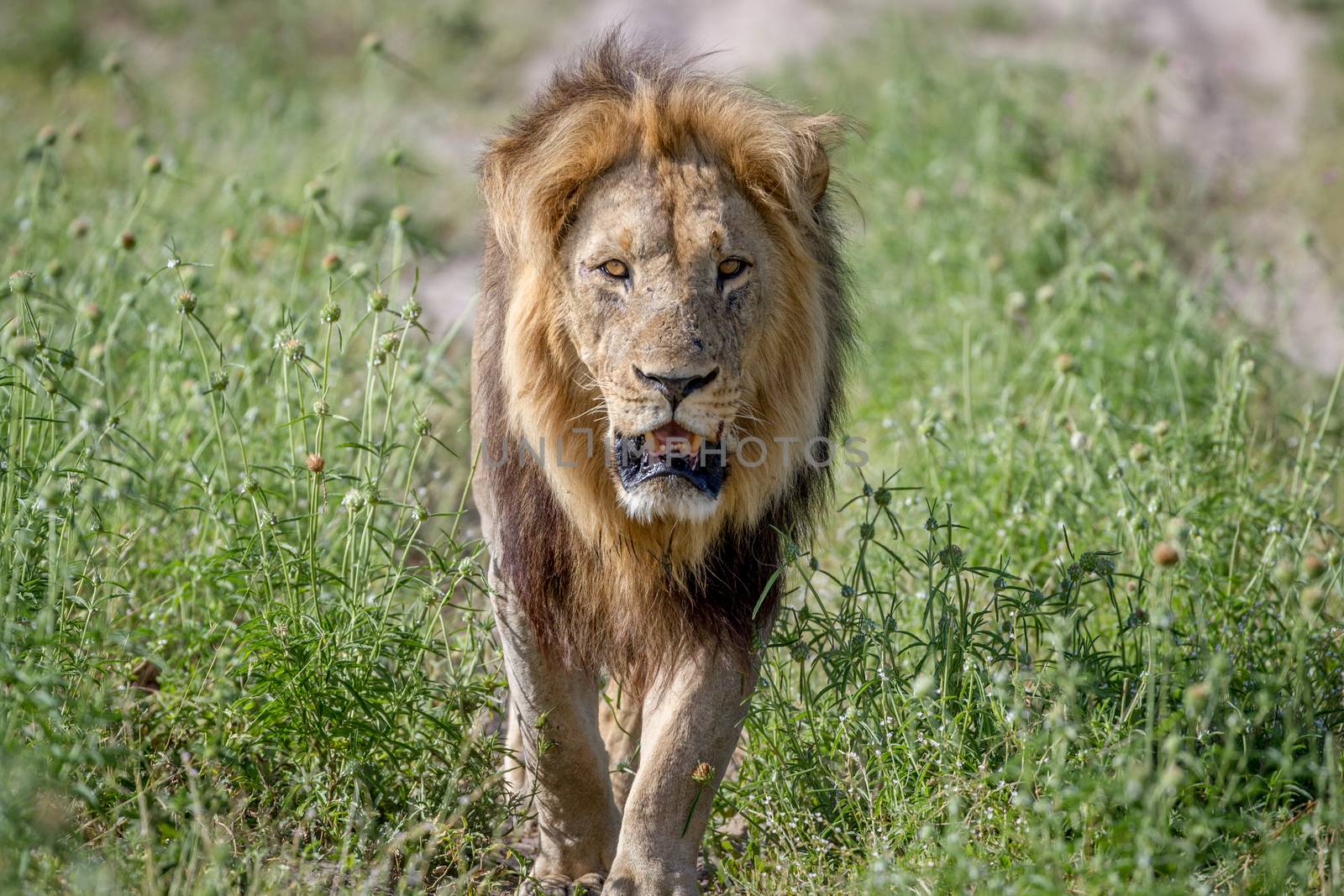 Big male Lion walking towards the camera in the Chobe National Park, Botswana.