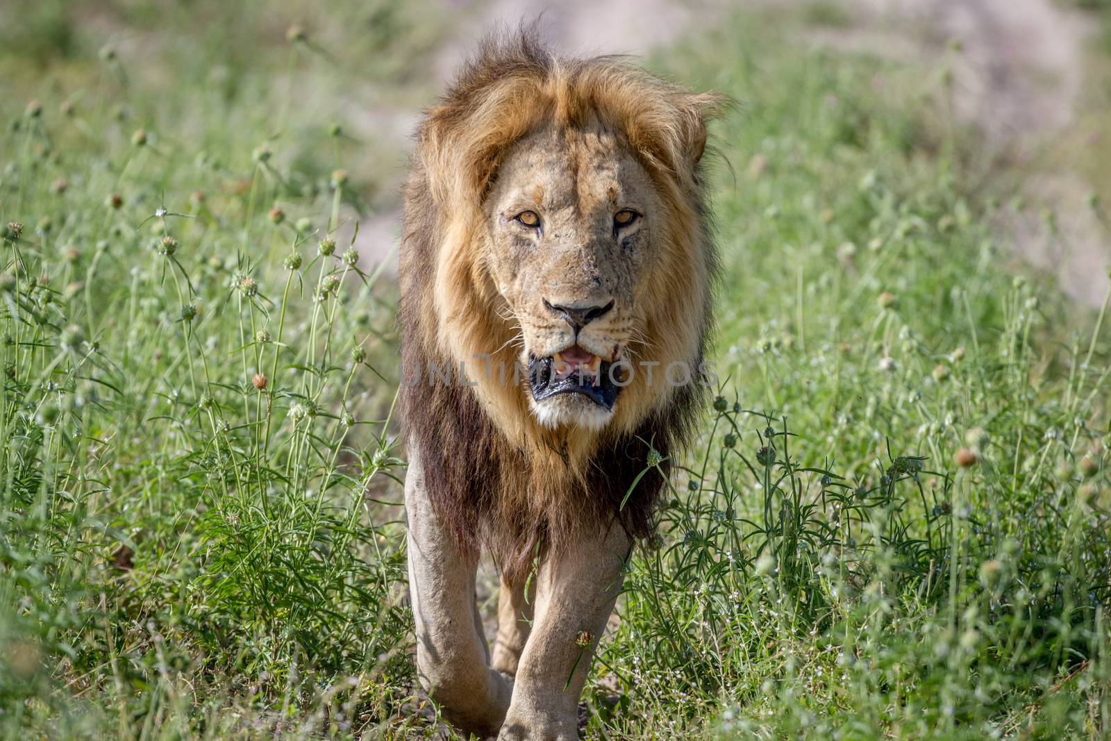 Big male Lion walking towards the camera in the Chobe National Park, Botswana.