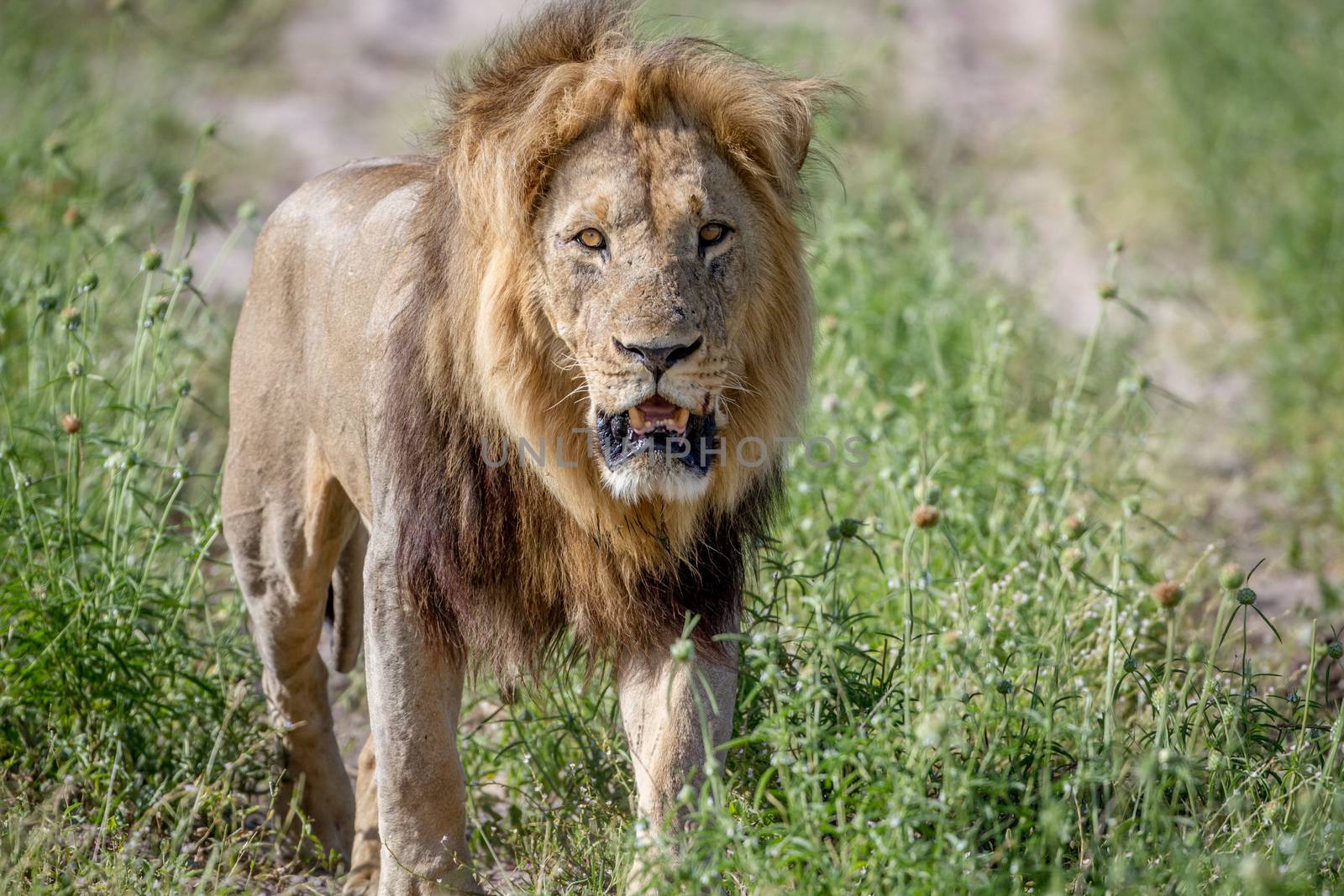 Big male Lion walking towards the camera. by Simoneemanphotography