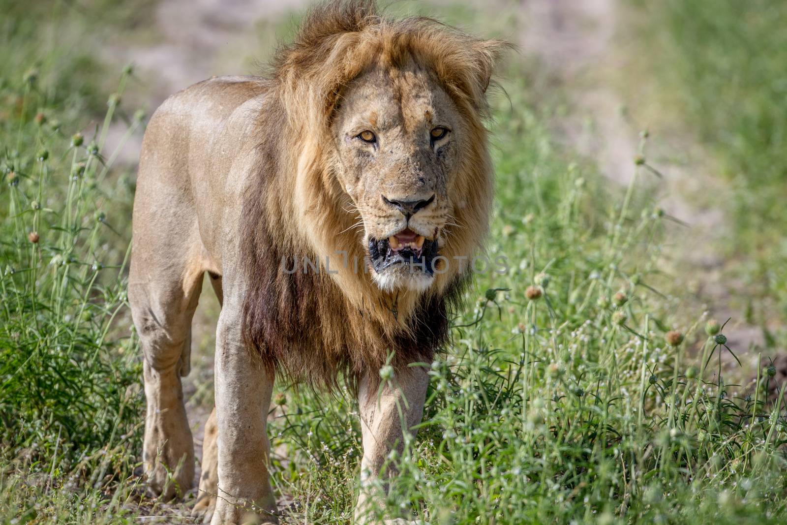 Big male Lion walking towards the camera. by Simoneemanphotography