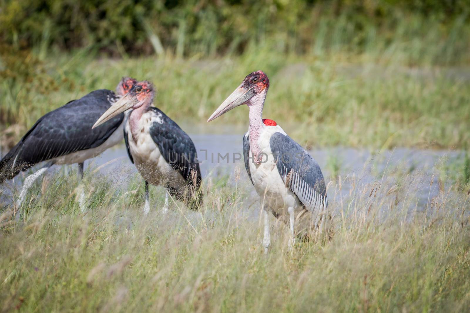 Marabou storks standing next to the water. by Simoneemanphotography