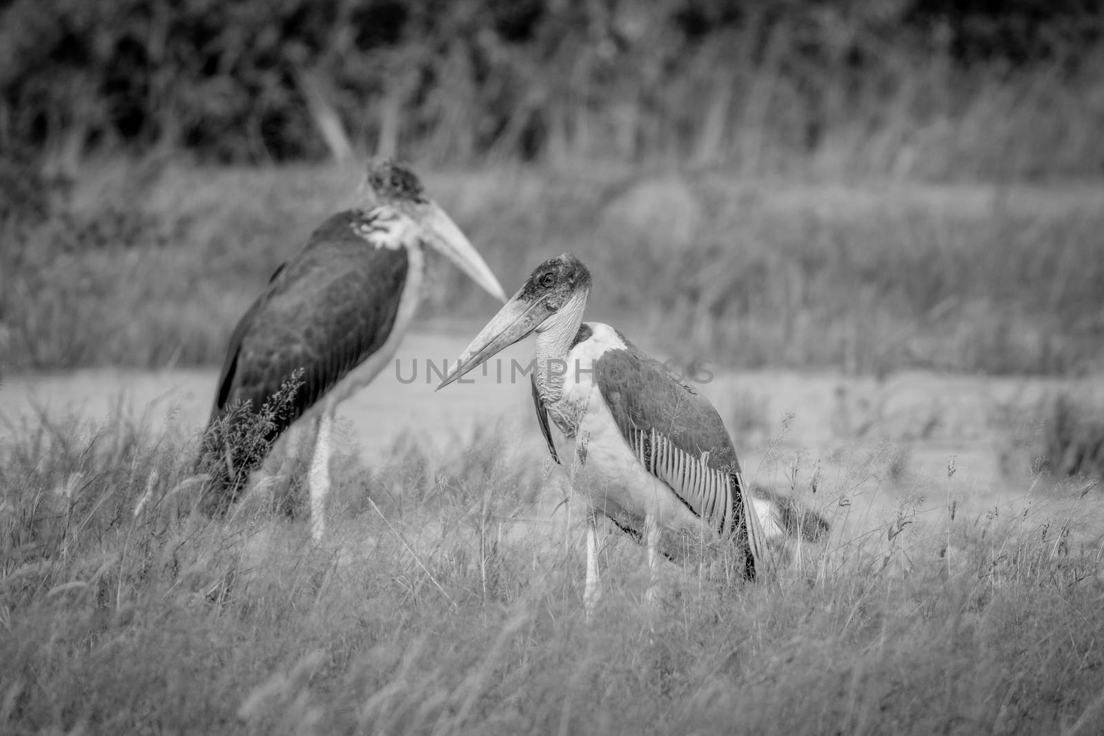 Marabou storks standing next to the water in black and white in the Chobe National Park, Botswana.