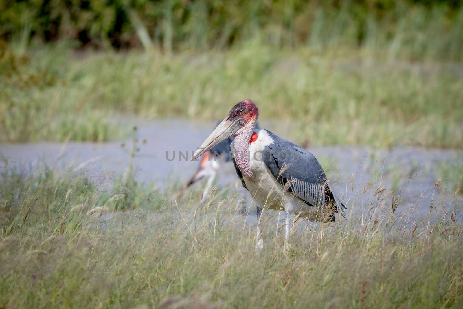 Marabou stork standing next to the water. by Simoneemanphotography