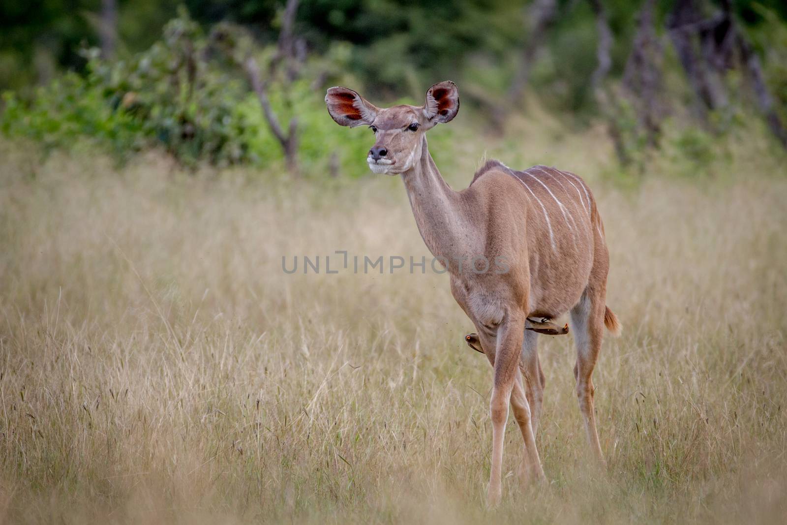 Female Kudu standing in the grass. by Simoneemanphotography