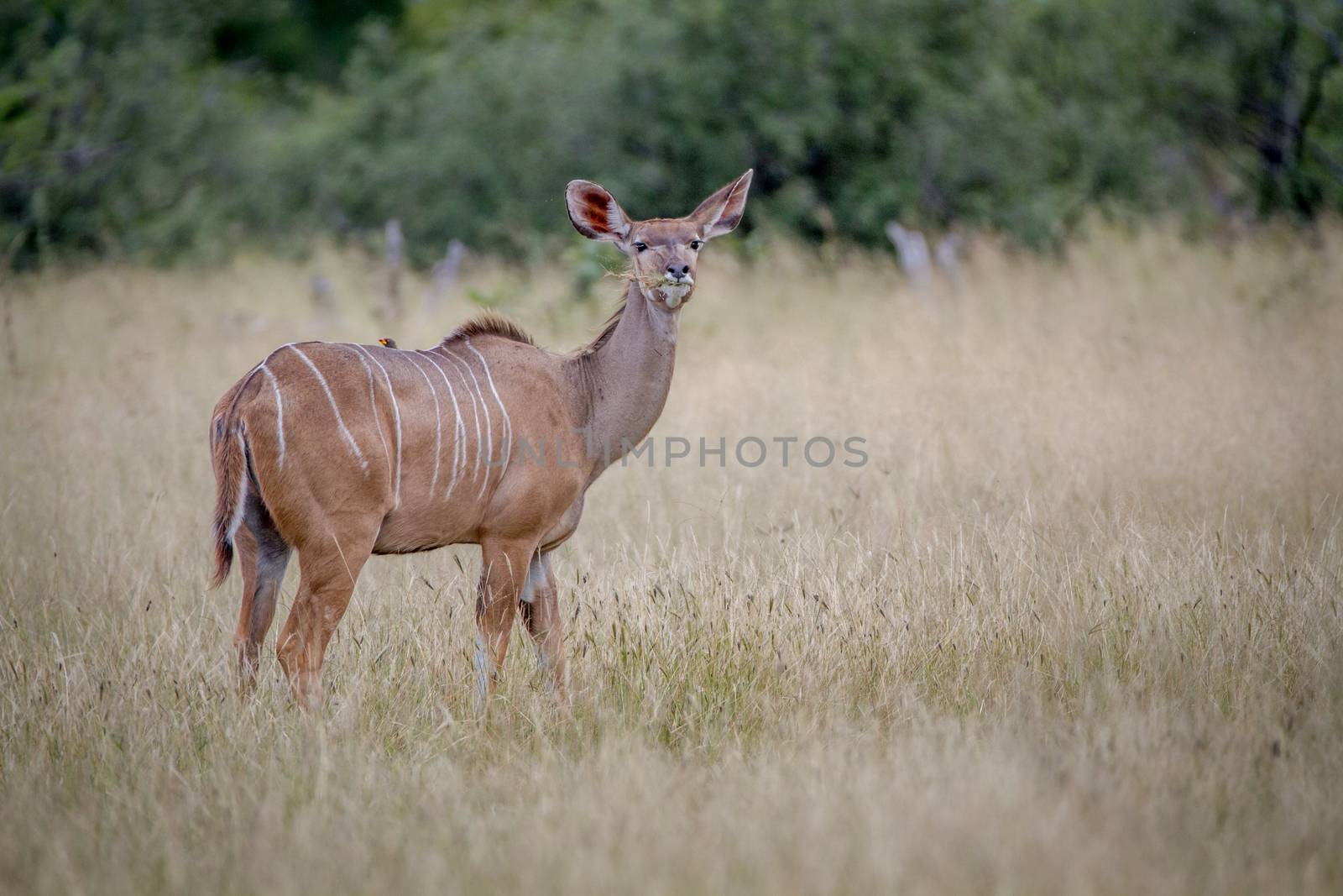 Female Kudu standing in the grass. by Simoneemanphotography