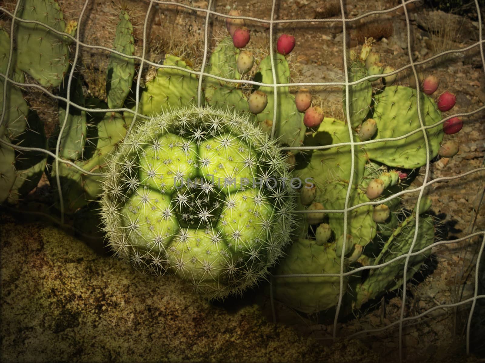 Photo-illustration of a cactus soccer ball and a desert landscape.