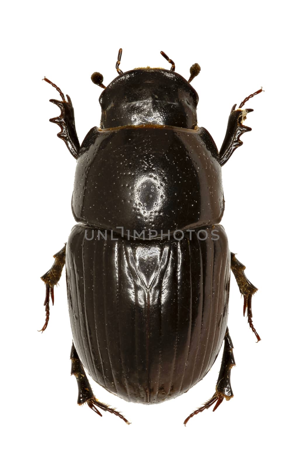 Dung Beetle Aphodius on white Background  -  Aphodius (Teuchestes) fossor (Linnaeus, 1758) by gstalker