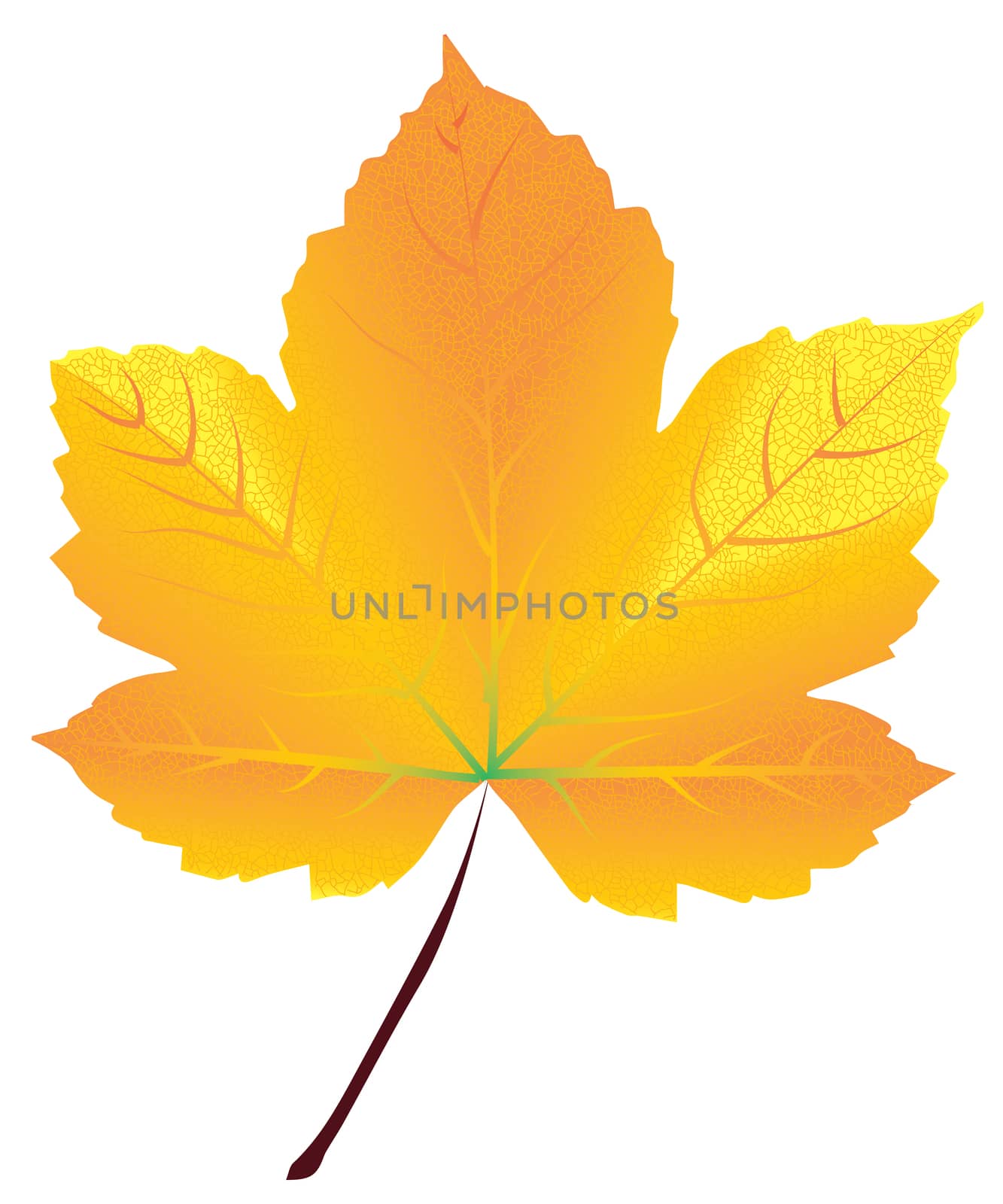 Realistic yellow maple leaf isolated on white background