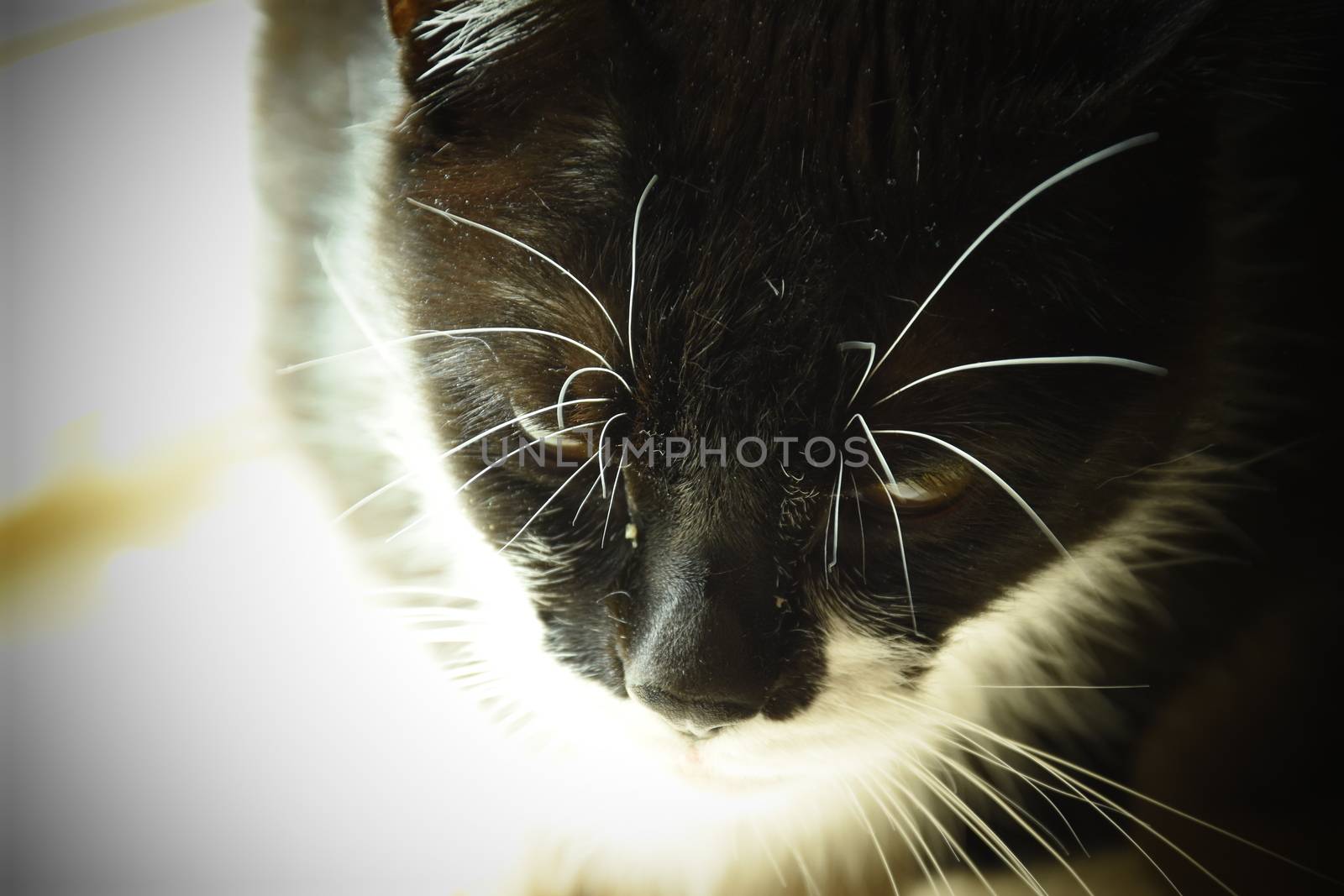 black and white cat closeup background, beautiful banner wallpaper design illustration 