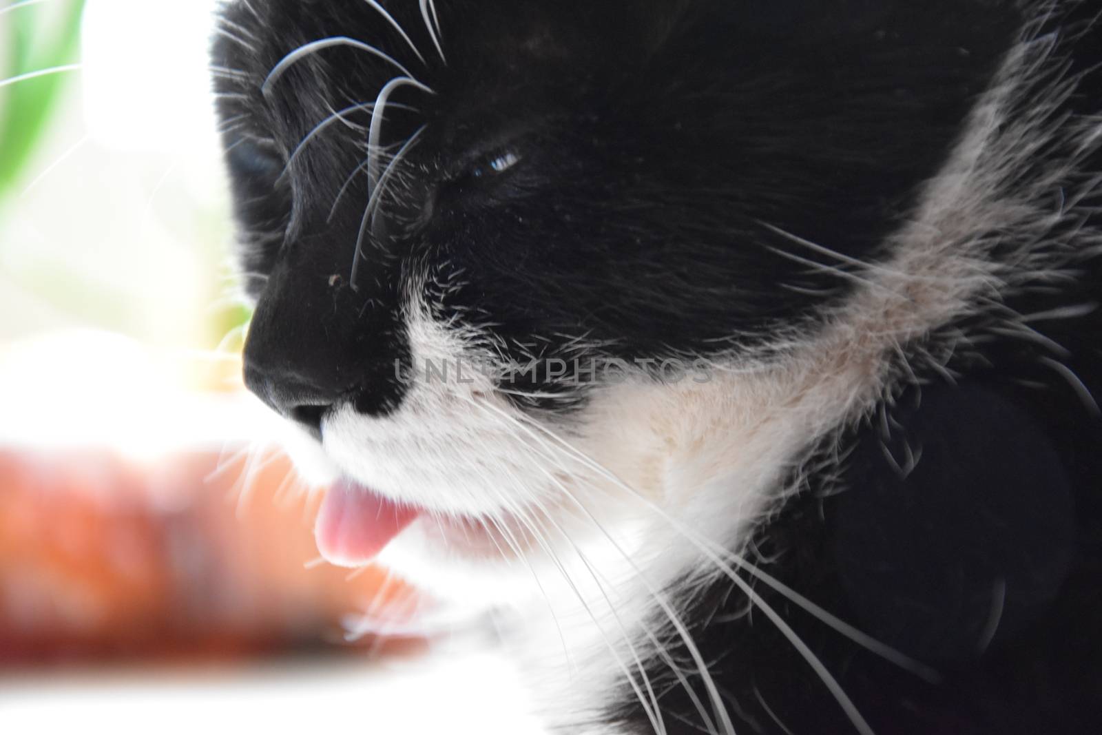 black and white cat closeup background, beautiful banner wallpaper design illustration 
