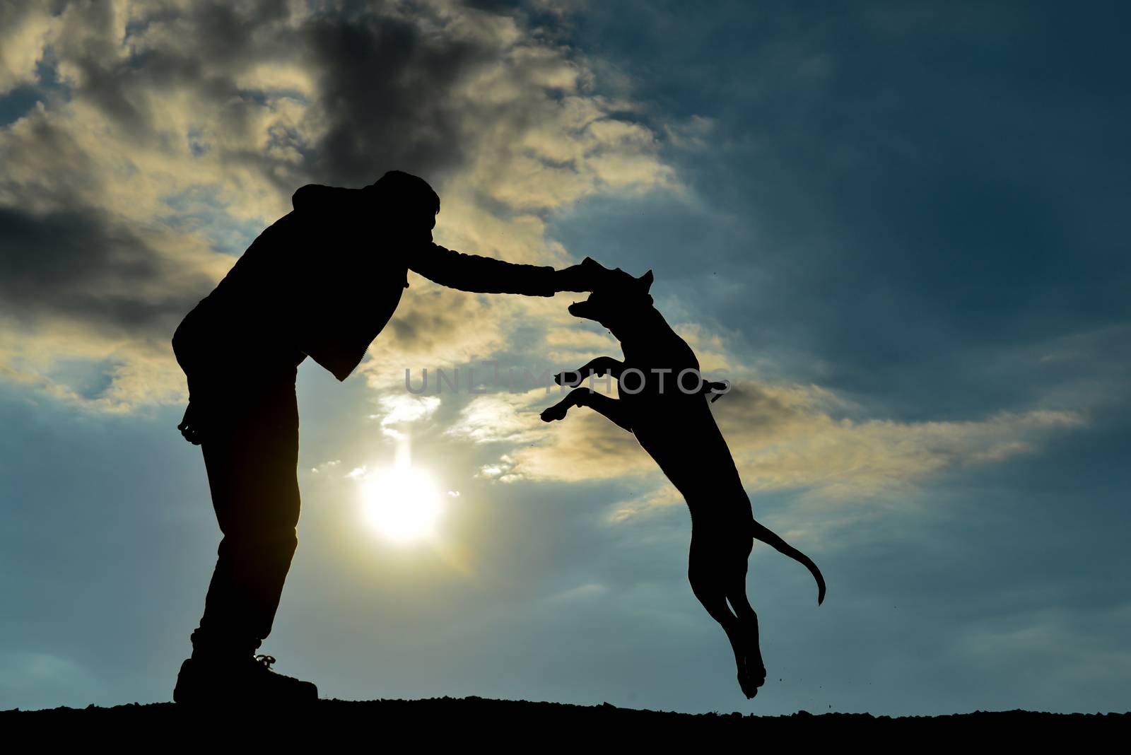 pitbull dog training concept