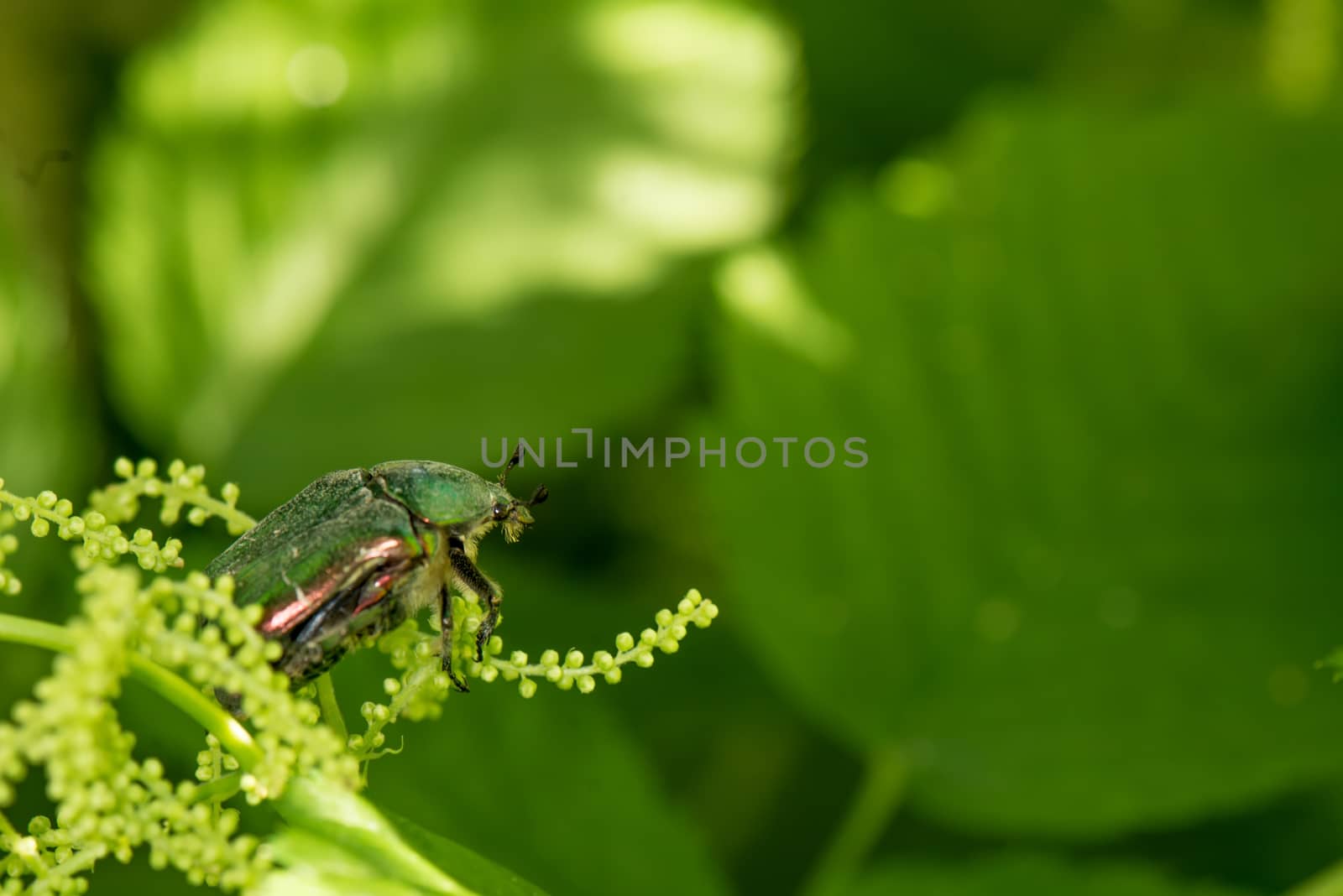 Flower Chafer (Cetonia aurata) on blurry leaves background by dsmsoft