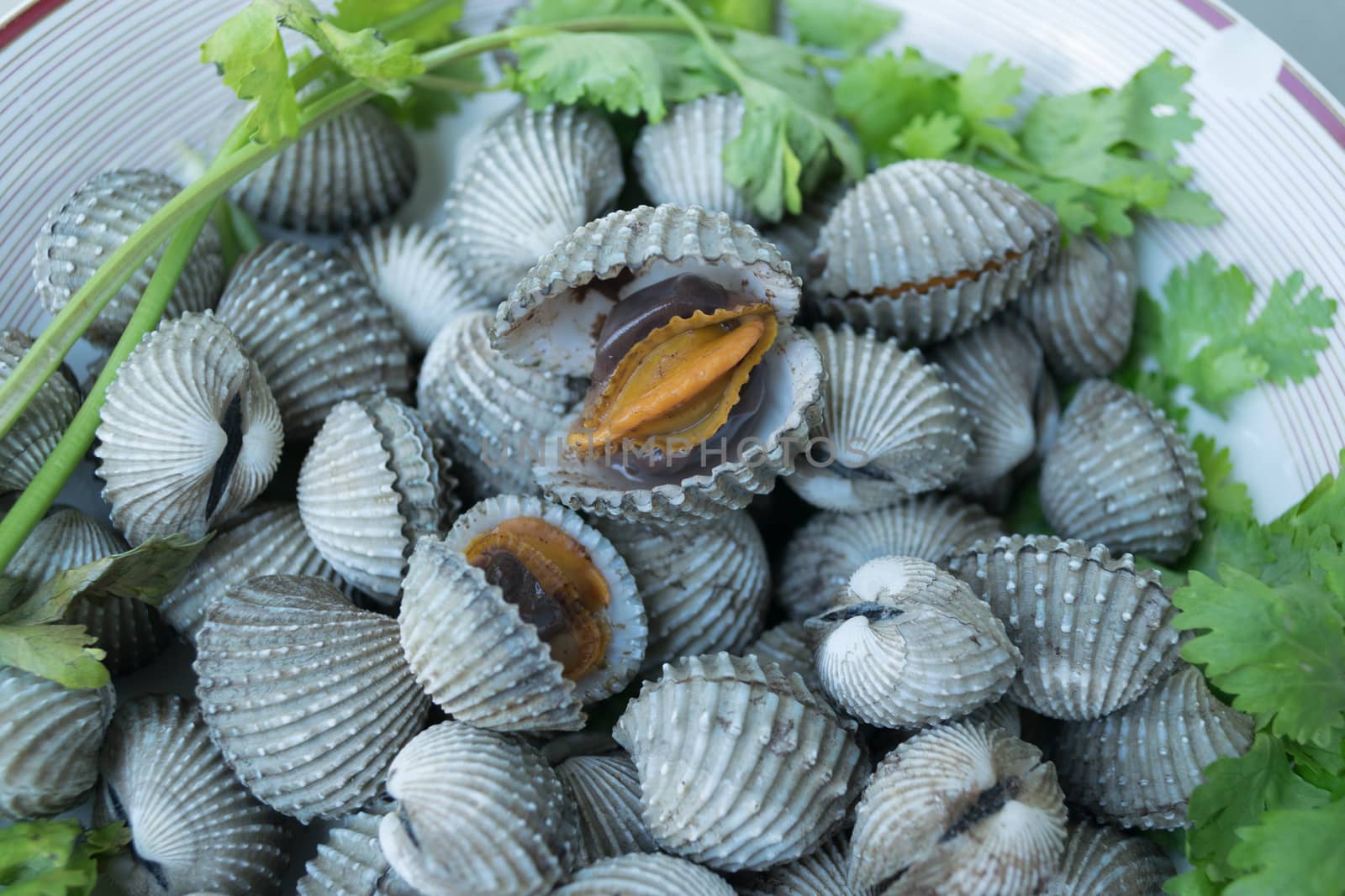 Fresh grilled cockle shells closeup