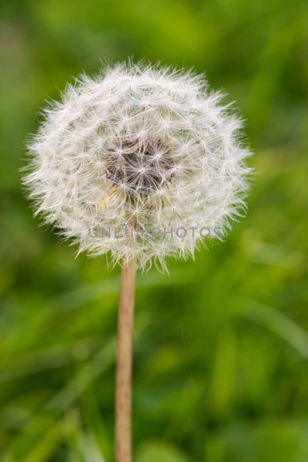 dandelion close-up. Dandelion in the center of the picture, beautiful relaxing background. by wael_alreweie
