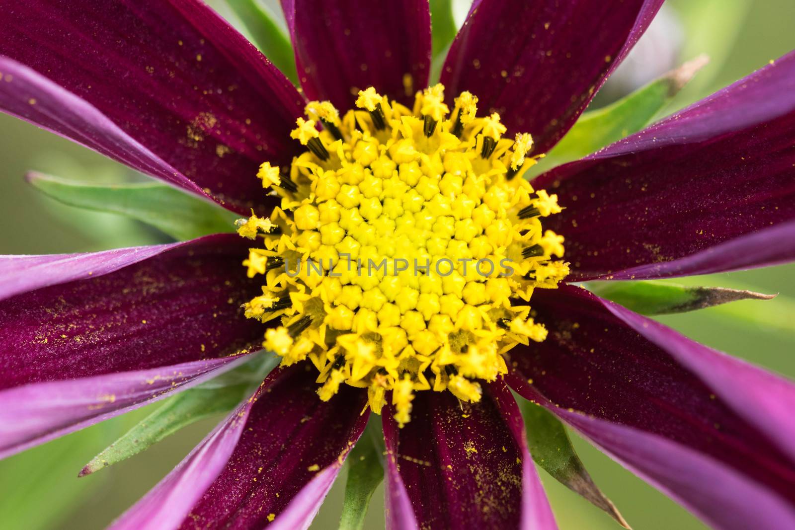closeup of a colourful flower by wael_alreweie