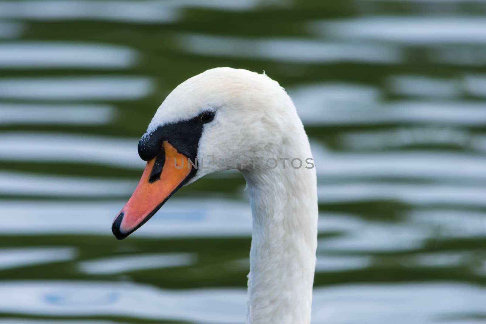 Mute Swan in a lake. by wael_alreweie