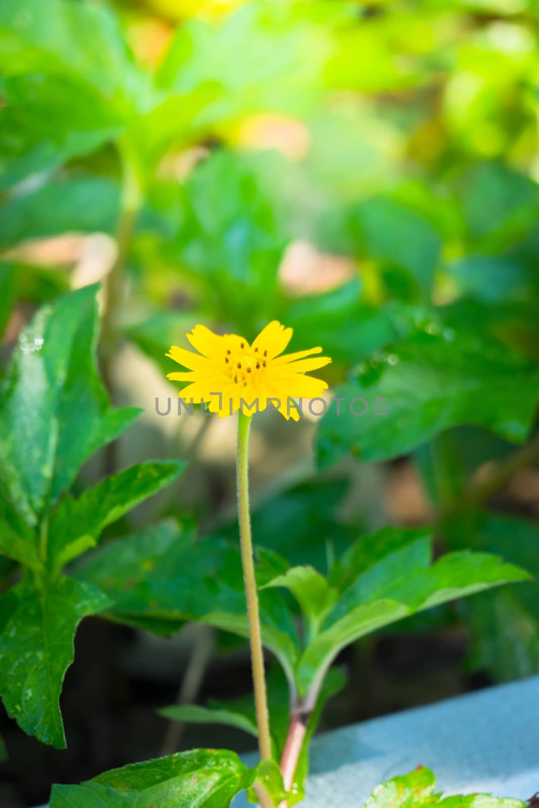 The background image of the colorful flowers, background nature