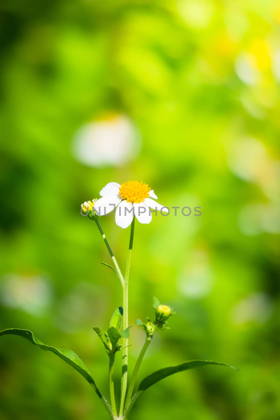 The background image of the colorful flowers, background nature