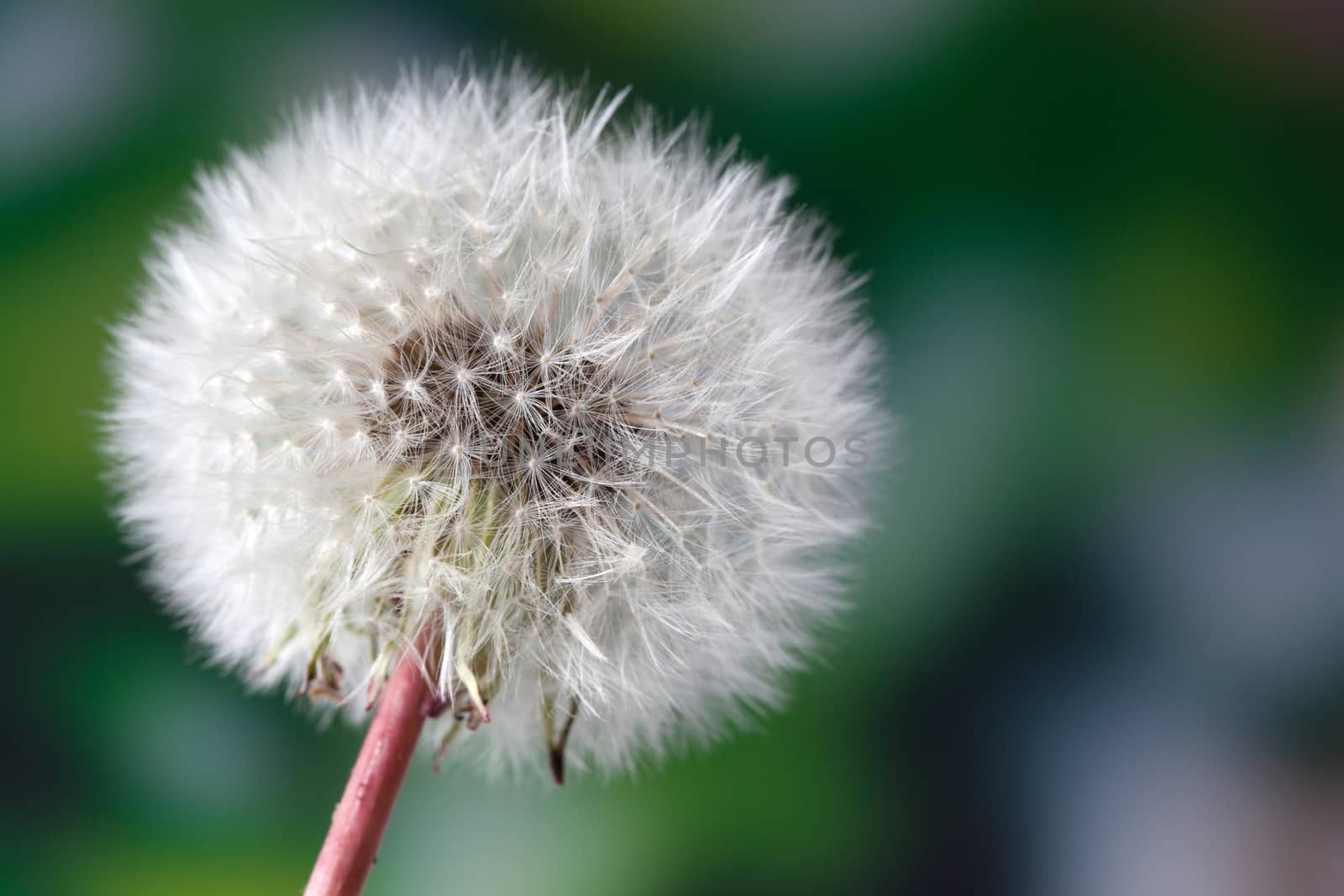 Common dandelion seed head (Taraxacum officinale)