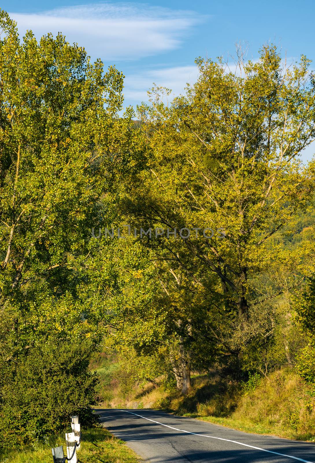 road through forest in mountains. lovely transportation scenery in autumnal countryside morning