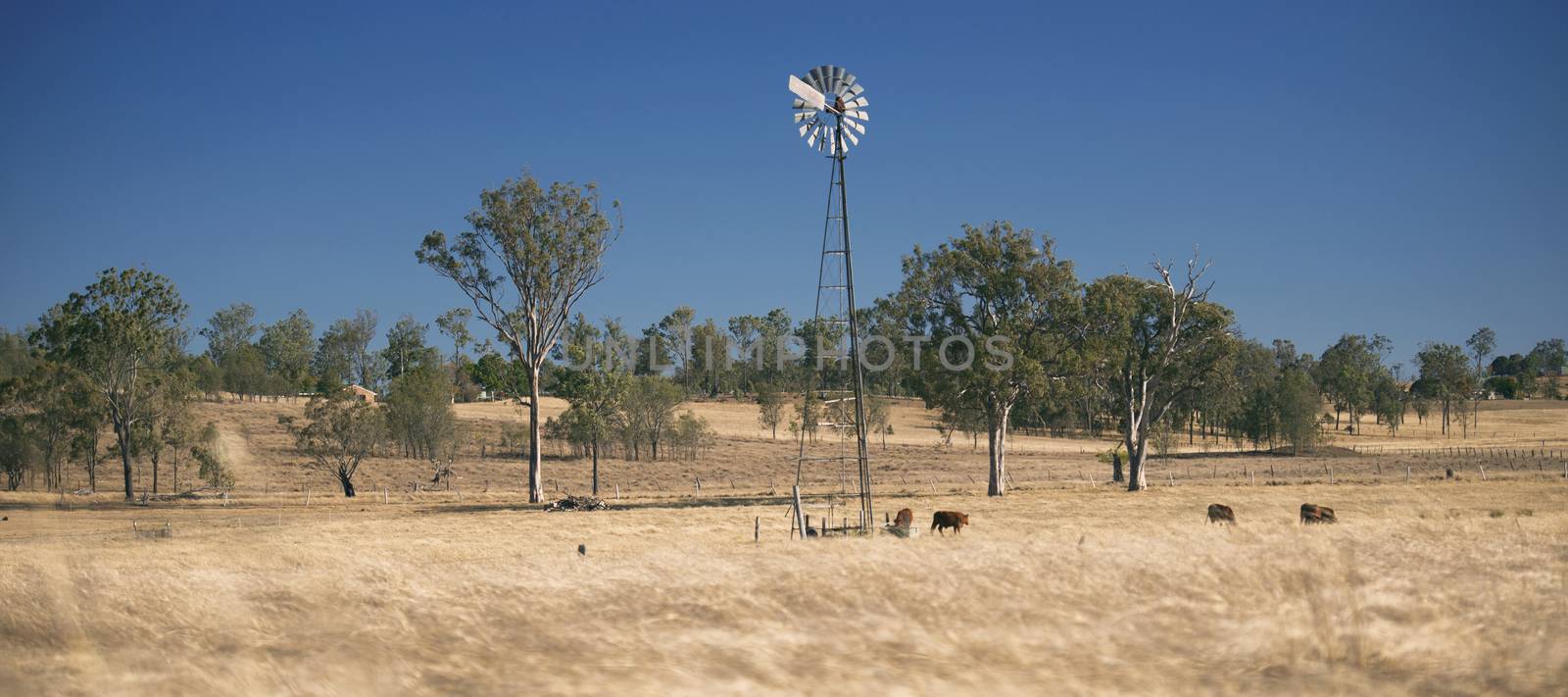 Cows and a windmill in a paddock in the countryside during the day in Queensland.