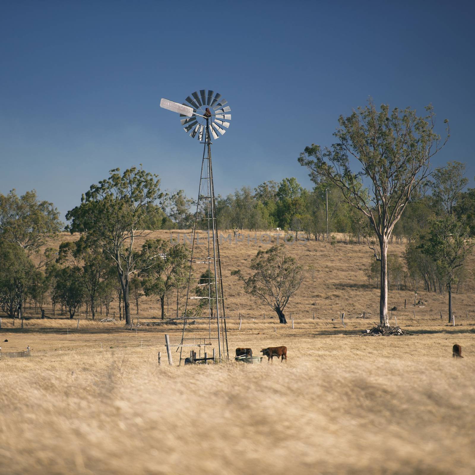 Windmill and cows in the countryside during the day. by artistrobd