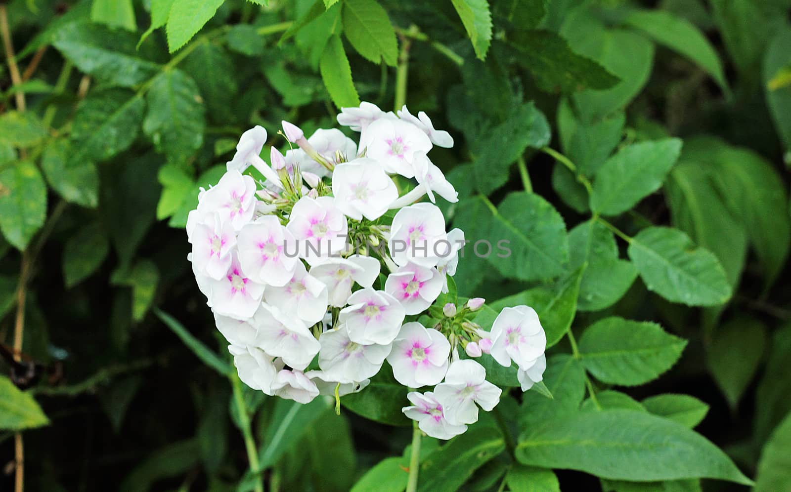 Flowers of a hydrangea of a garden white on a personal plot.