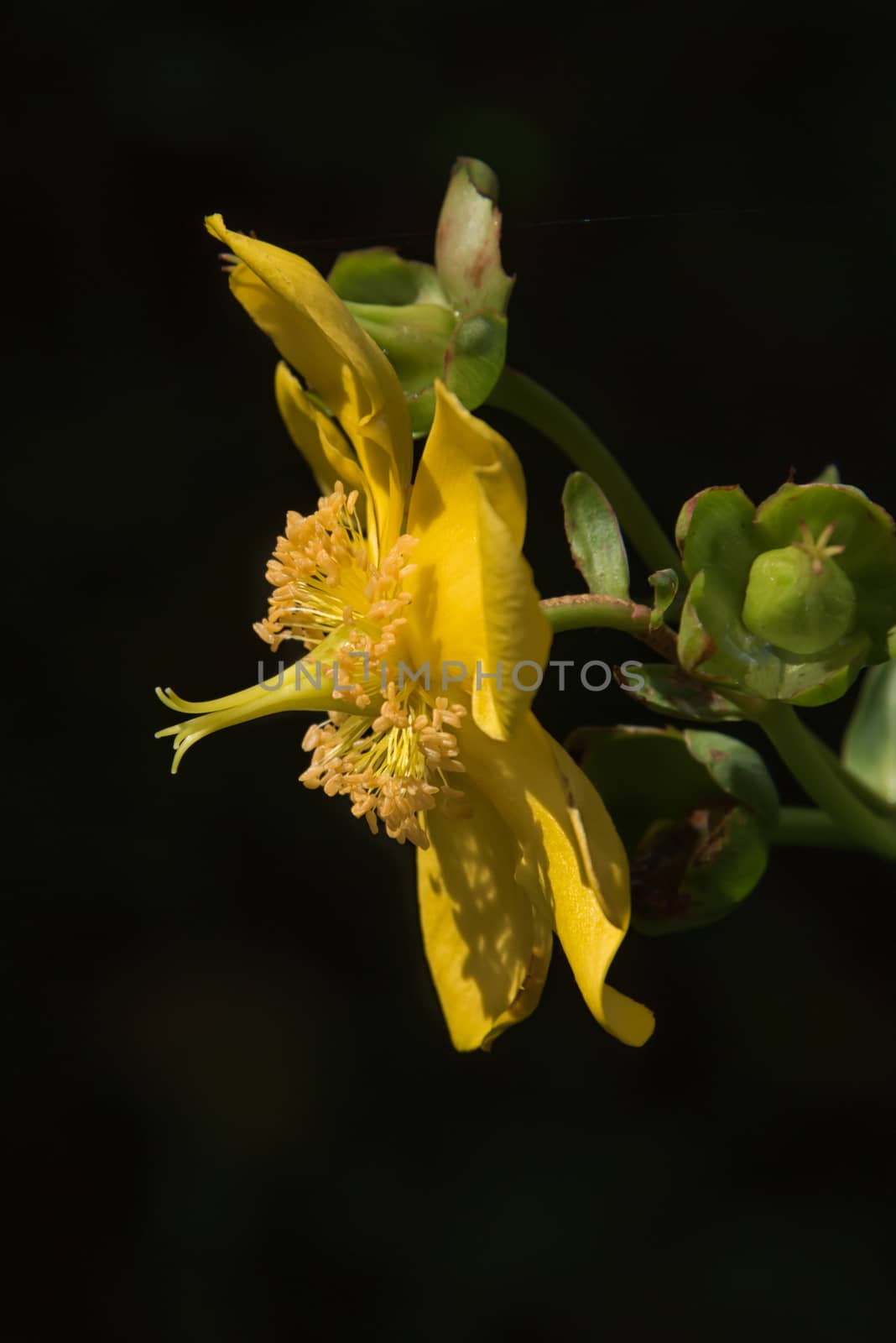 A side profile view of a single yellow hypericum flower against a black background in upright format