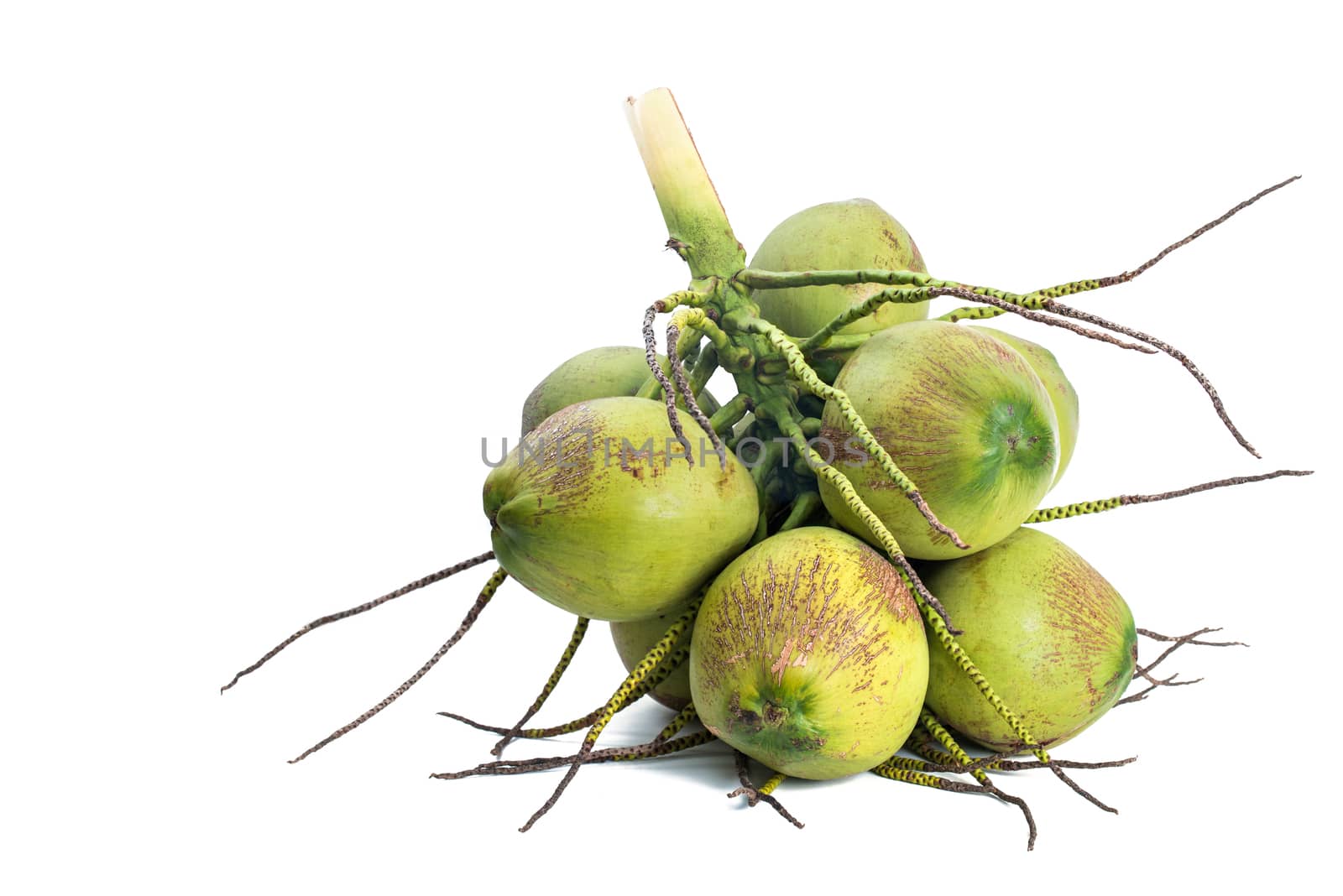 fresh coconut bunch isolated on white