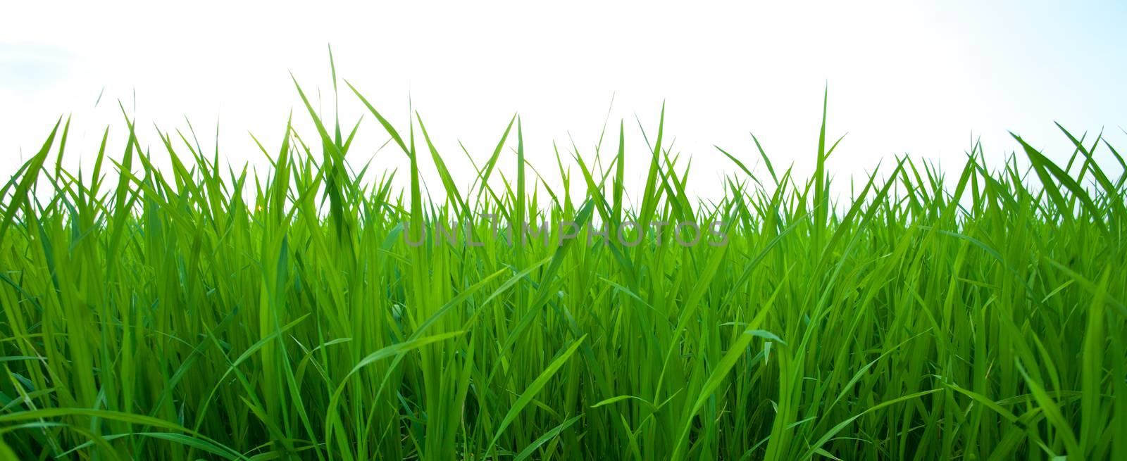 green grass isolated on white by antpkr