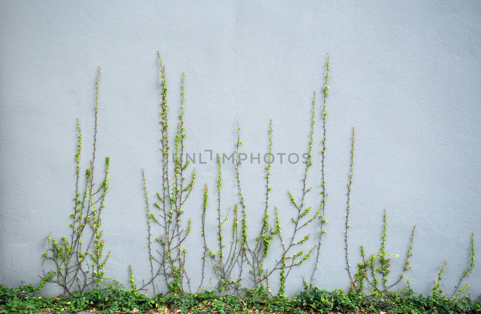ivy plant on grey cement wall