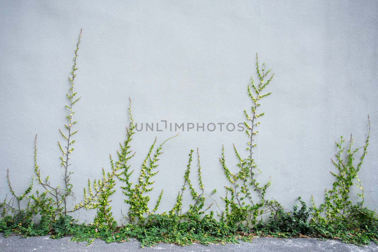 ivy on the wall by antpkr