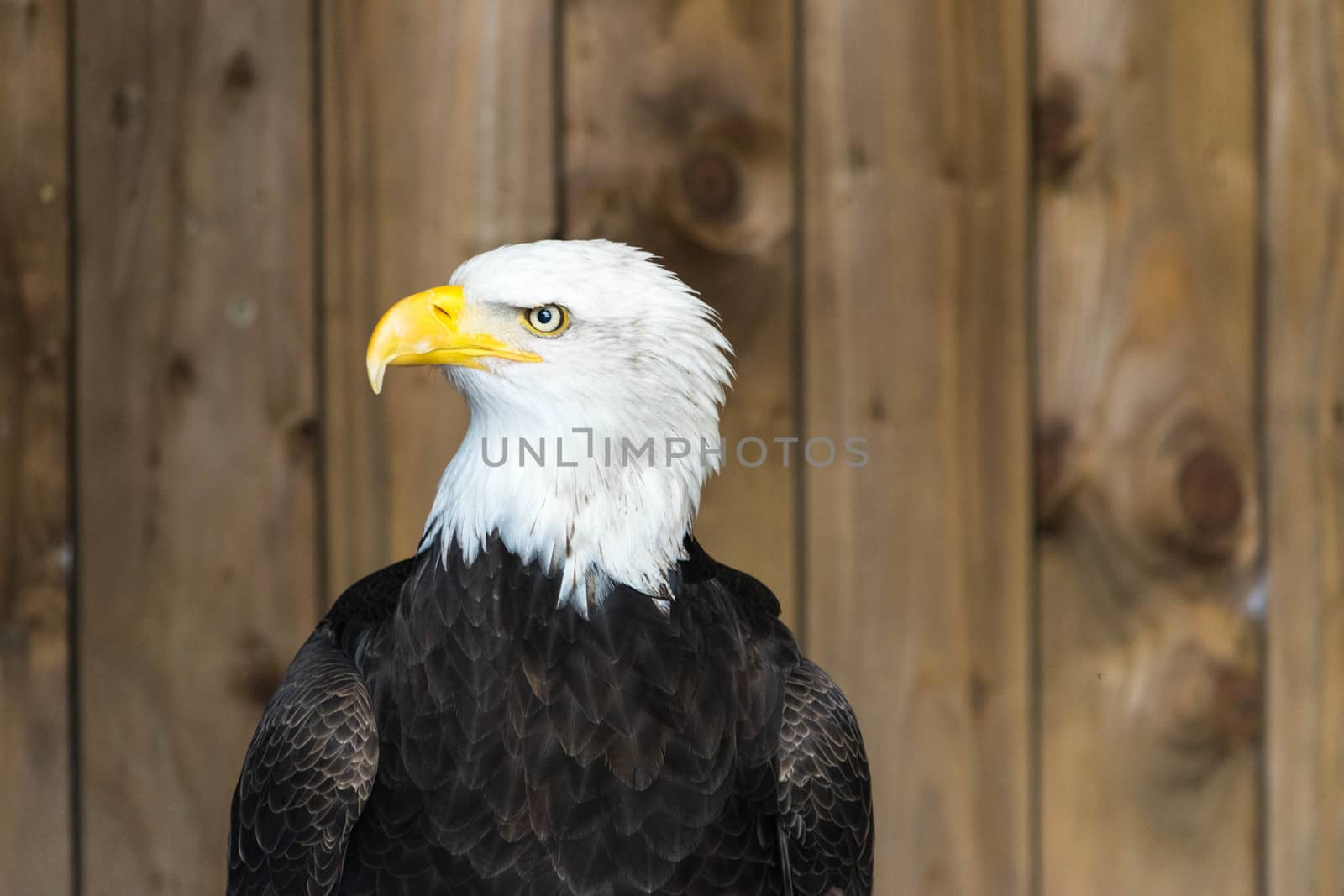 Portrait of a bald eagle Haliaeetus Leucocephalus.