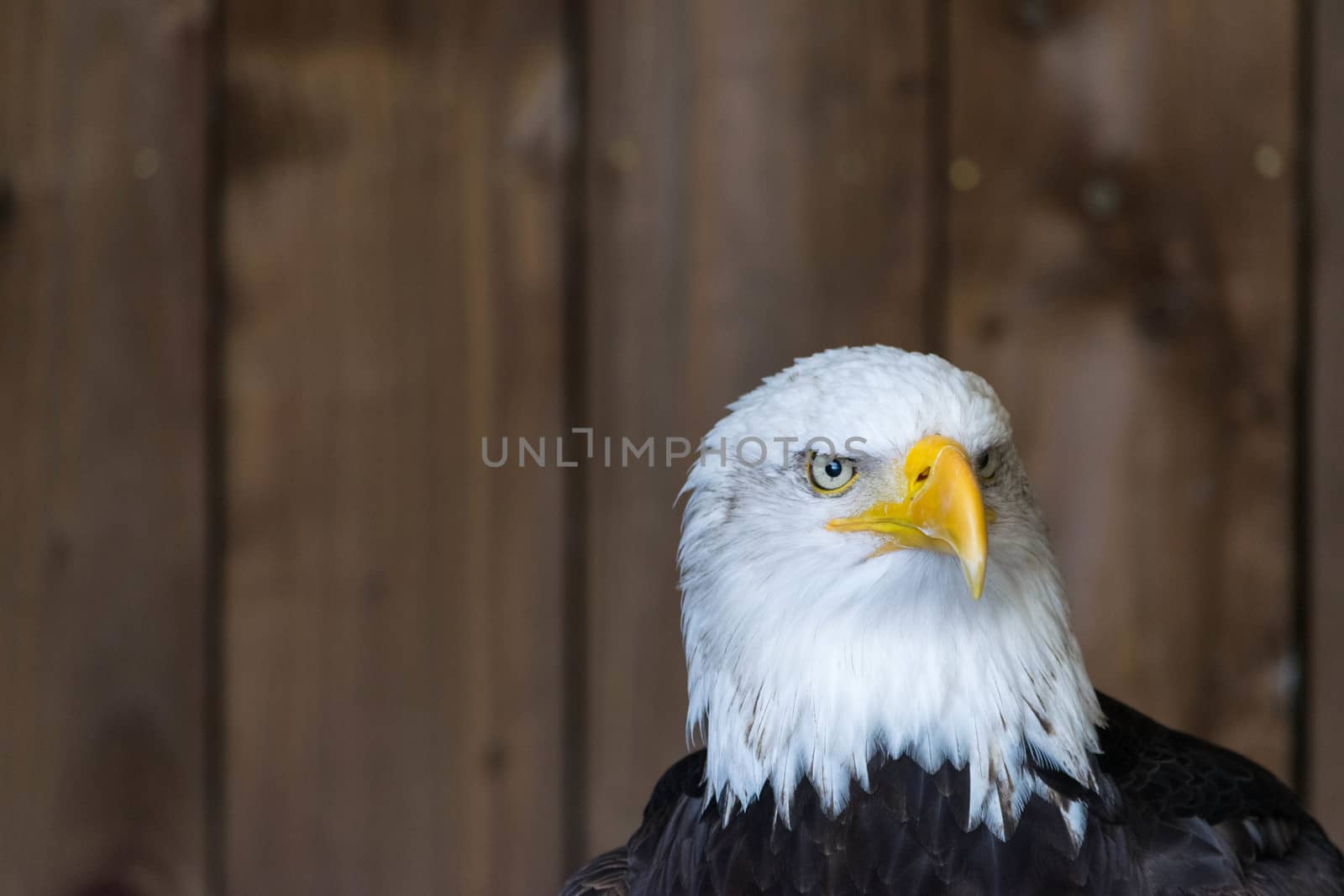 Portrait of a bald eagle Haliaeetus Leucocephalus. by wael_alreweie