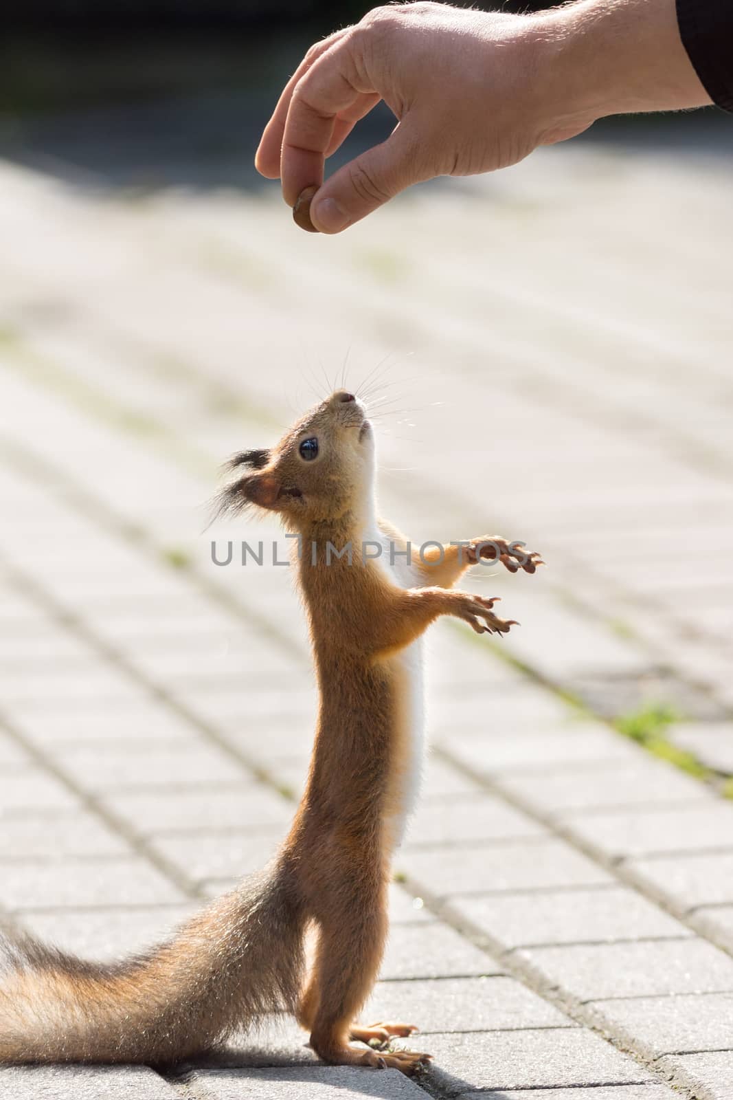 squirrel on a branch by AlexBush