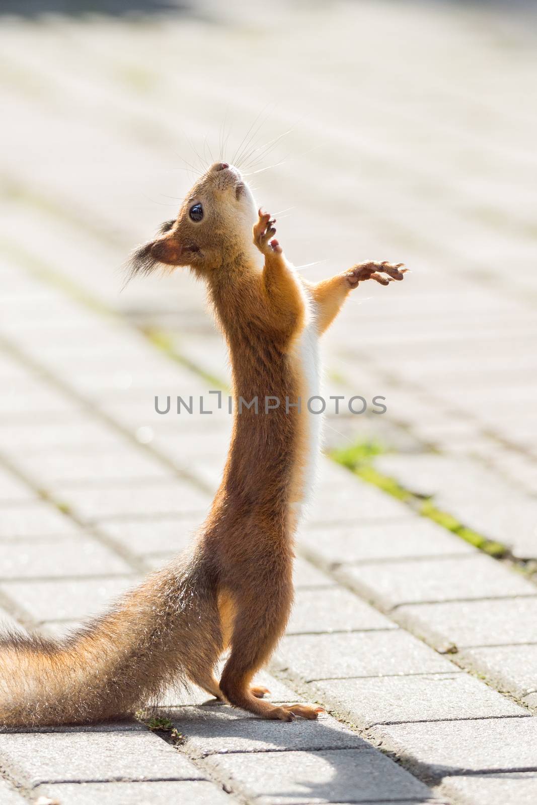 Squirrel asks for a nut on its hind legs