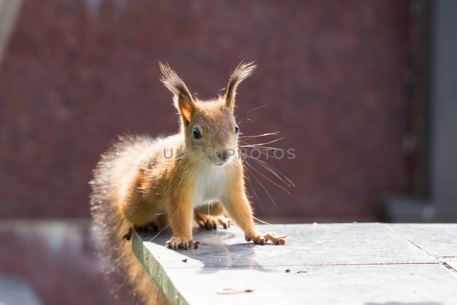 Squirrel sits on the grass next to the road with a nut, autumn